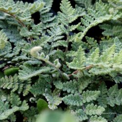 Myriopteris lanosa (syn Cheilanthes l.) - Dlakava Paprat