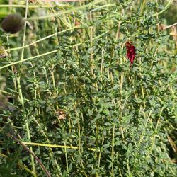 Thymus vulgaris «Deutscher winter» (Timijan)