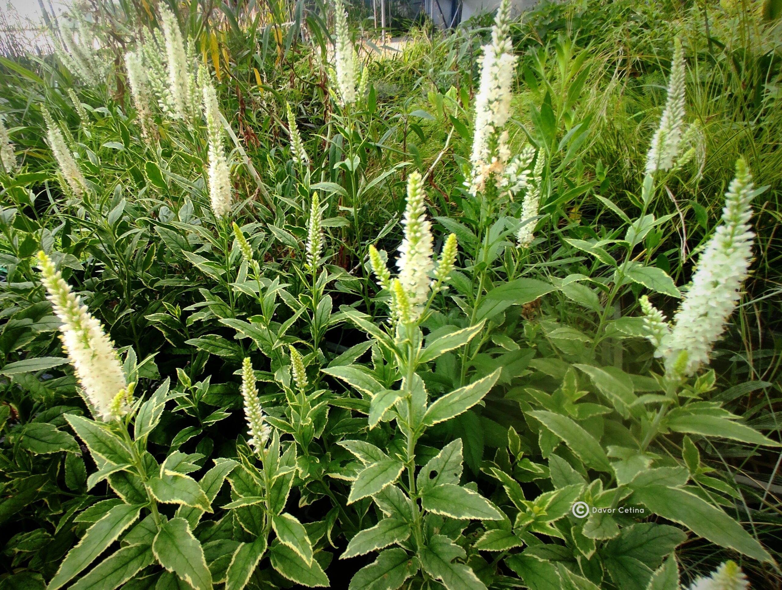 Veronica longifolia «Carlotte» (Čestoslavica) - Slika 2