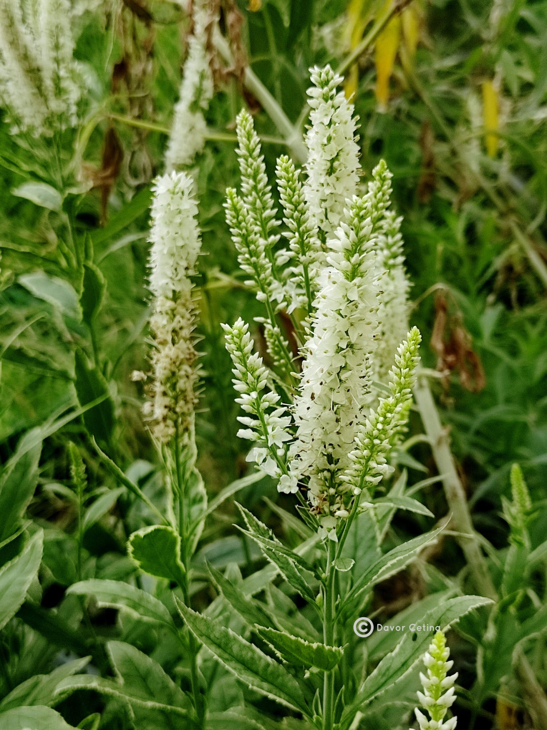 Veronica longifolia «Carlotte» (Čestoslavica)