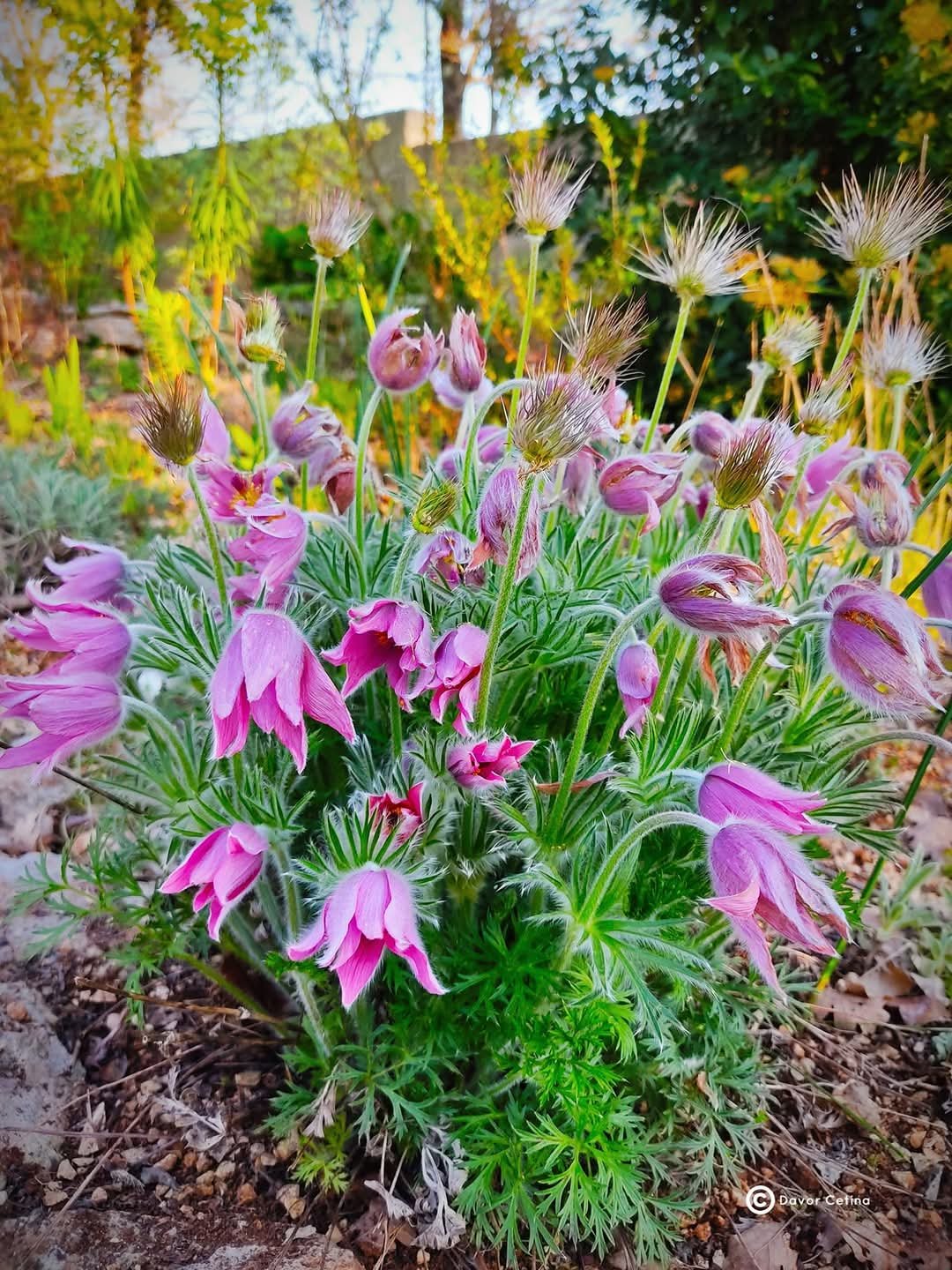 Pulsatilla vulgaris «Rote glocke» (Sasa) - Slika 2