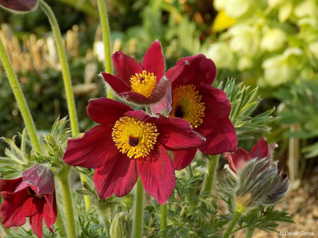 Pulsatilla vulgaris «Rote glocke» (Sasa)