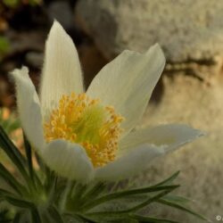 Pulsatilla vulgaris var. alba (Sasa)