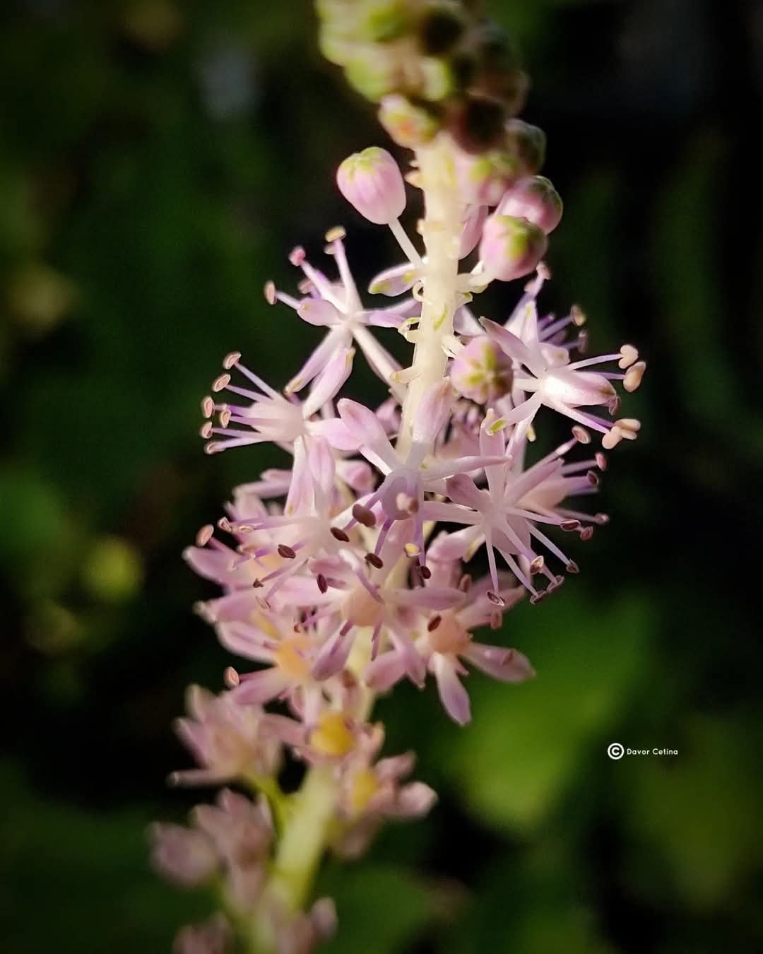 Barnardia japonica (Japanski zumbul)