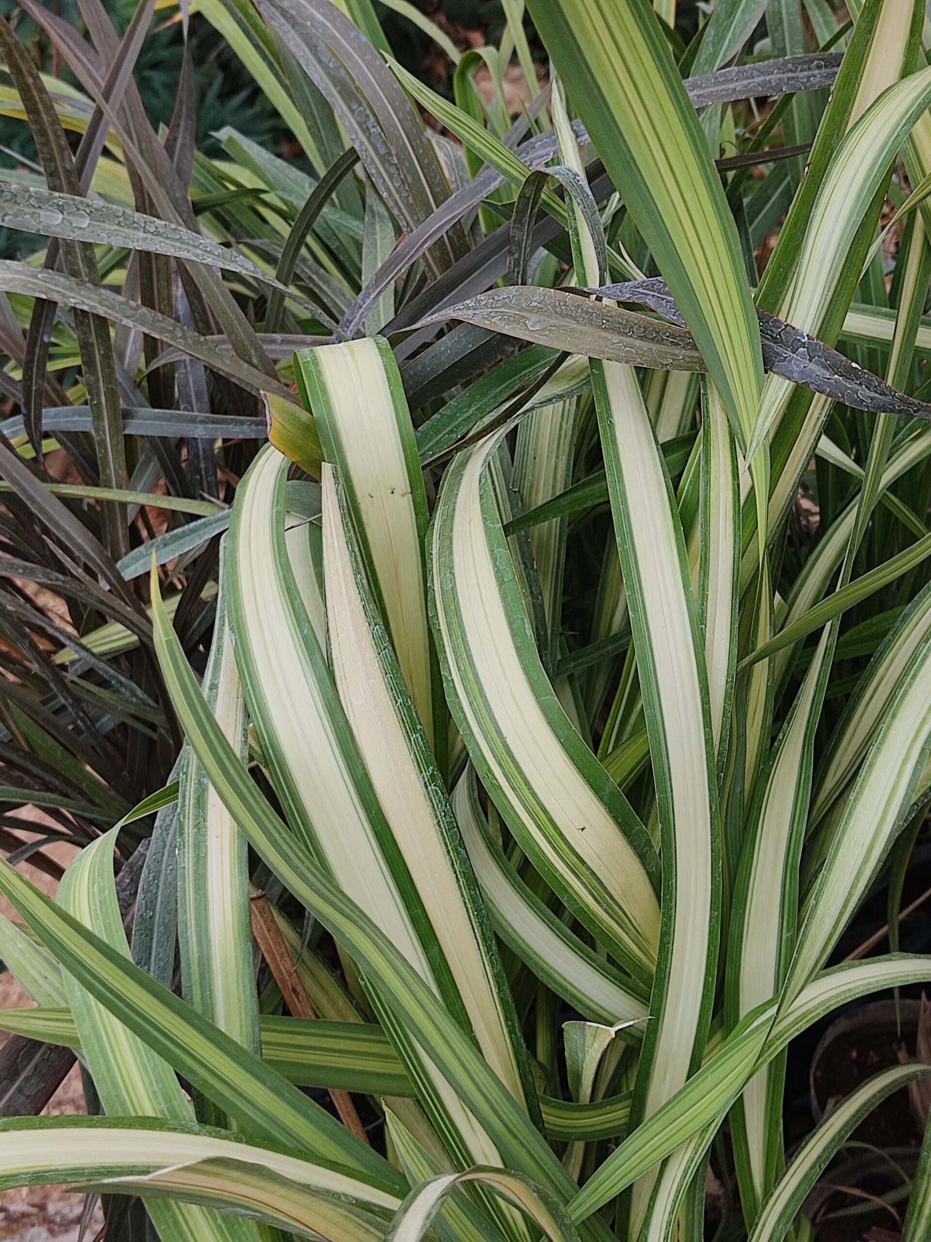 Phormium tenax Variegata