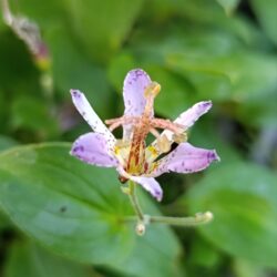 Tricyrtis formosana var stolonifera