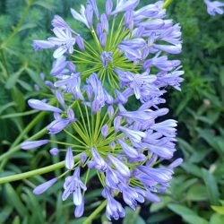 Agapanthus «Sunfield» (Afrički ljiljan)