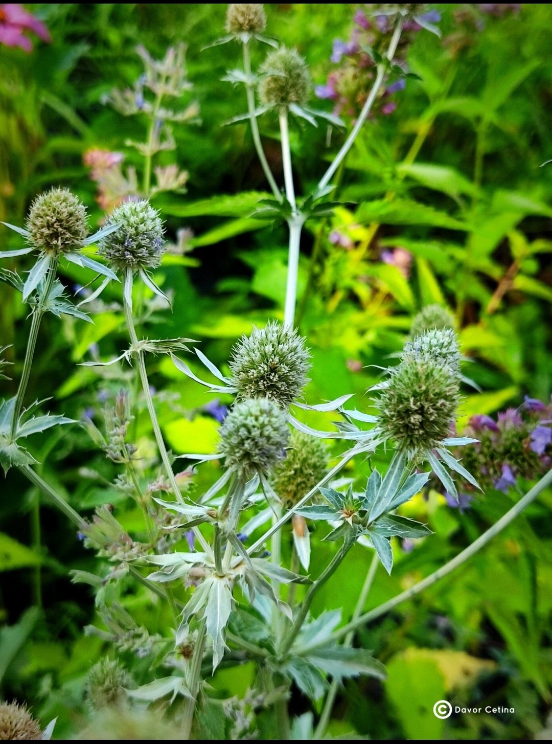 Eryngium planum «Silver salentino» (Kotrljan)