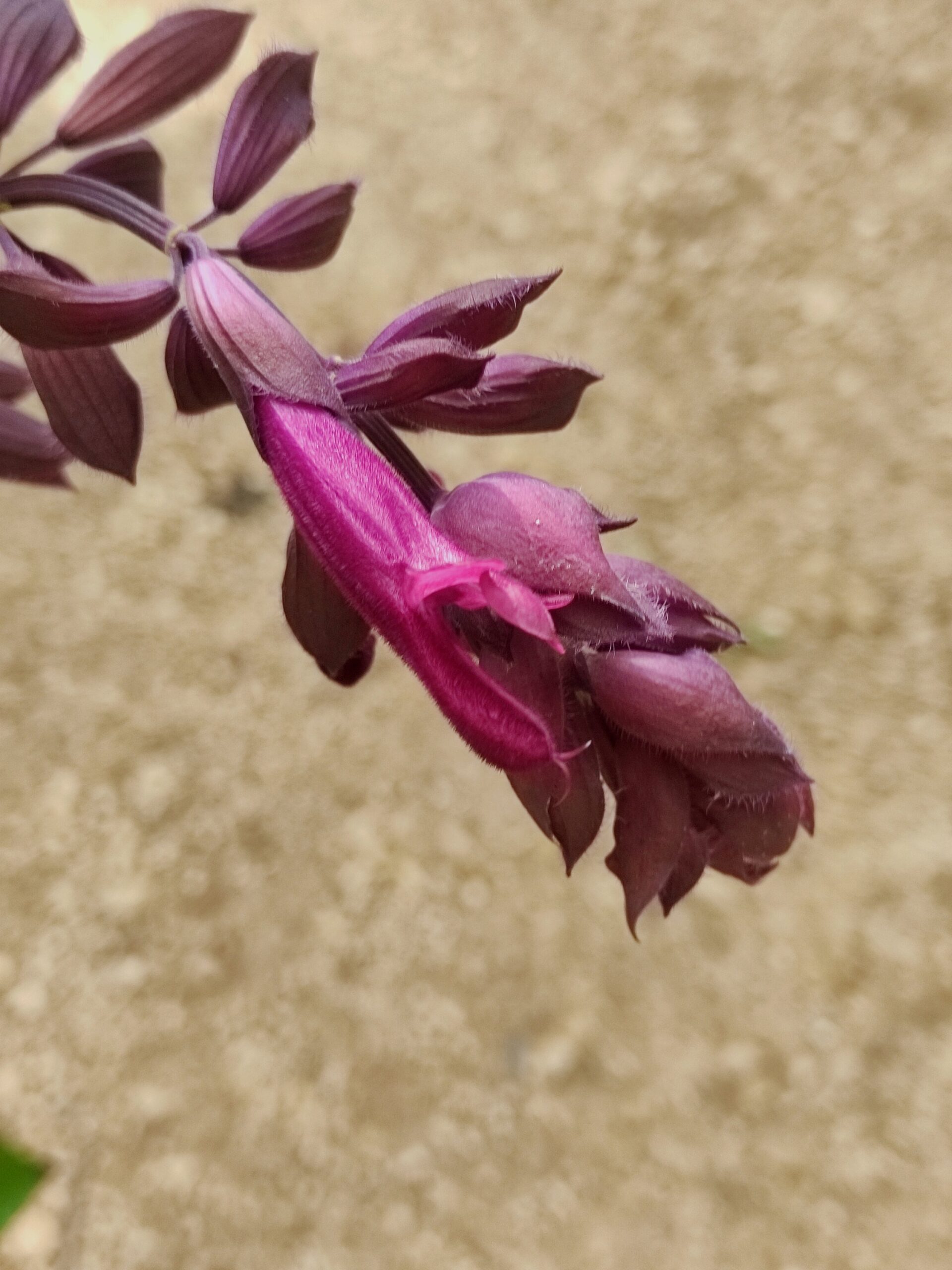 Salvia «Love and Wishes» (Grmolika kadulja)