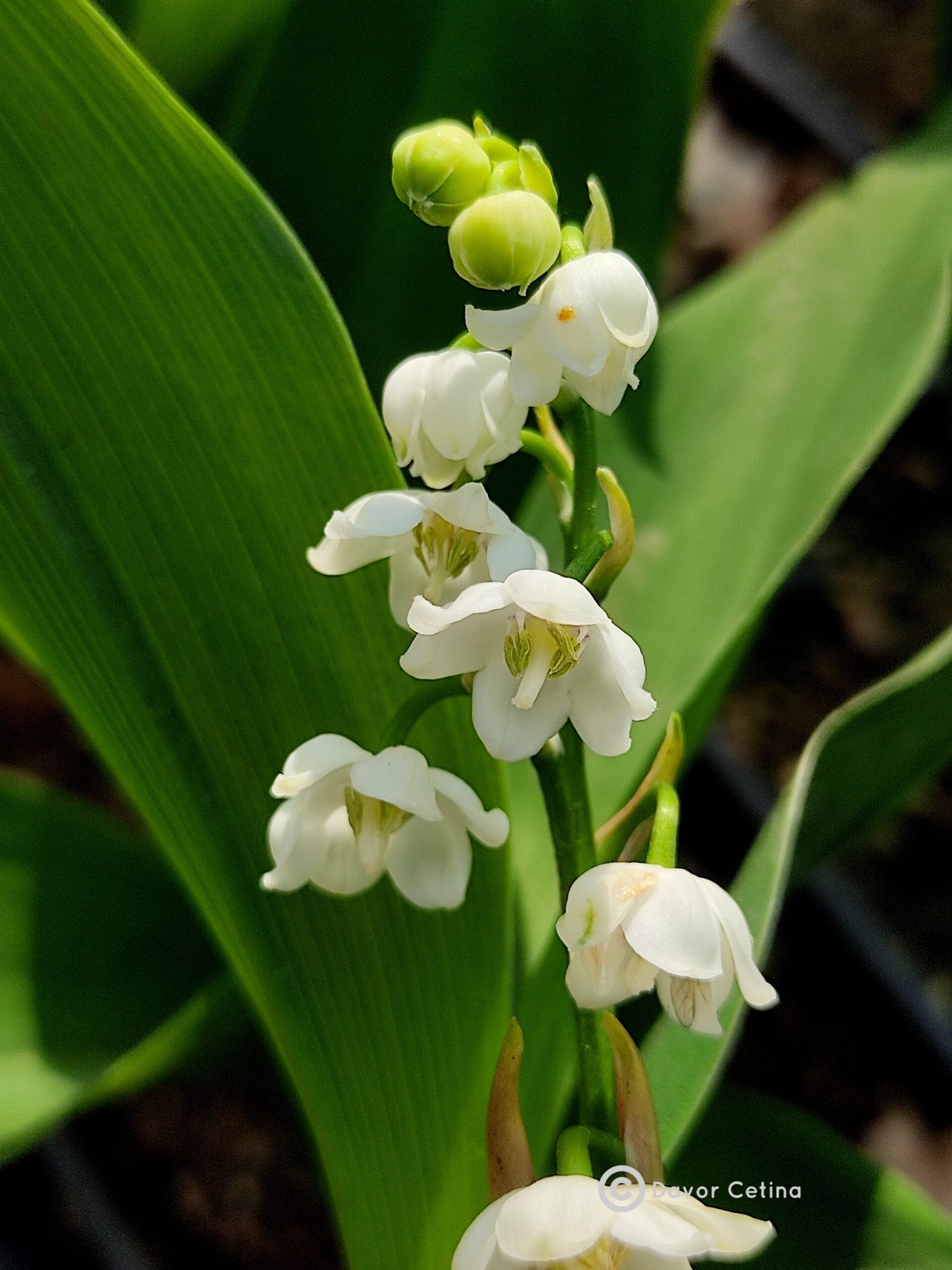 Convallaria majalis "Doreen" (Đurđica)