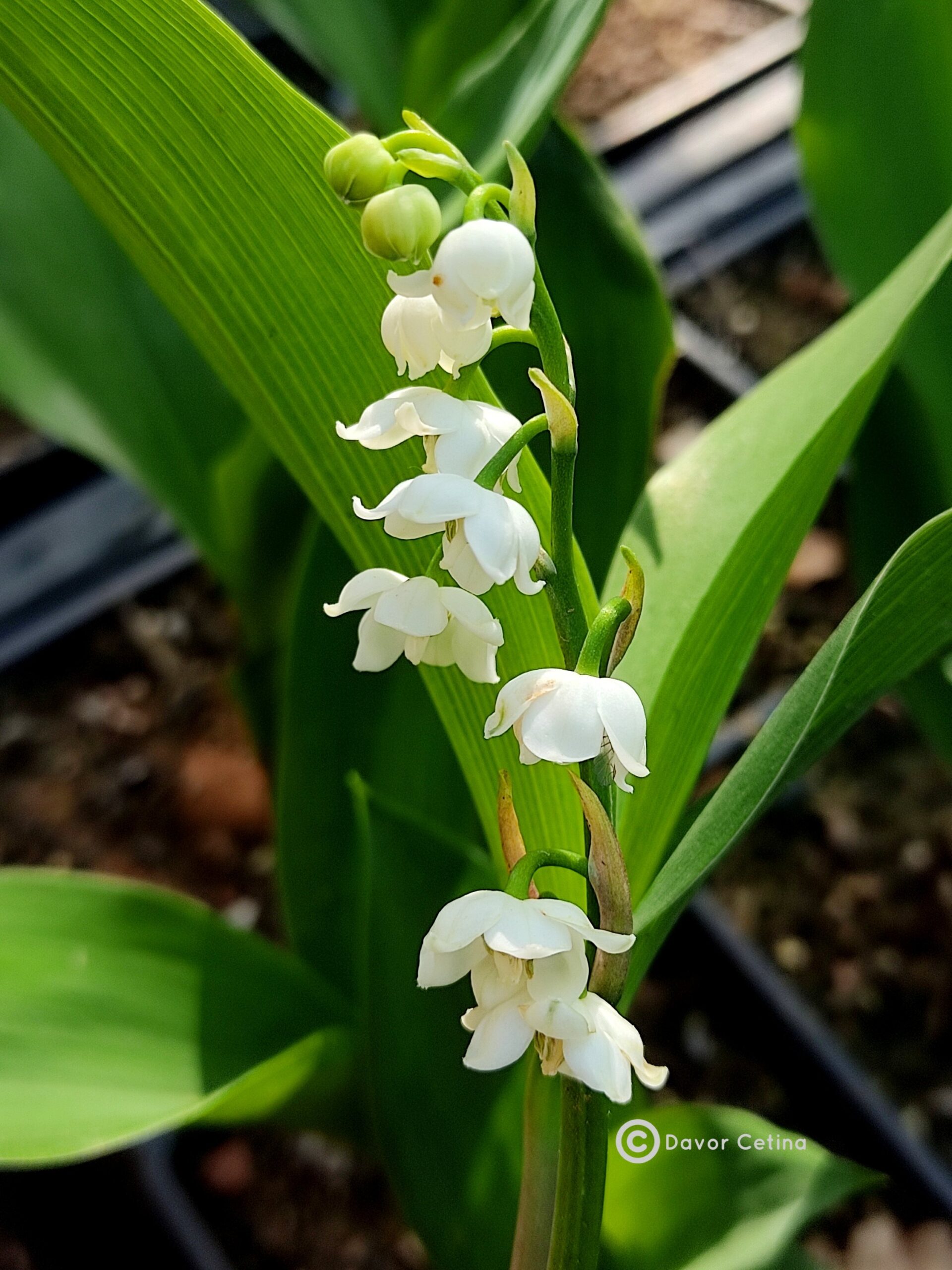 Convallaria majalis "Doreen" (Đurđica) - Slika 2