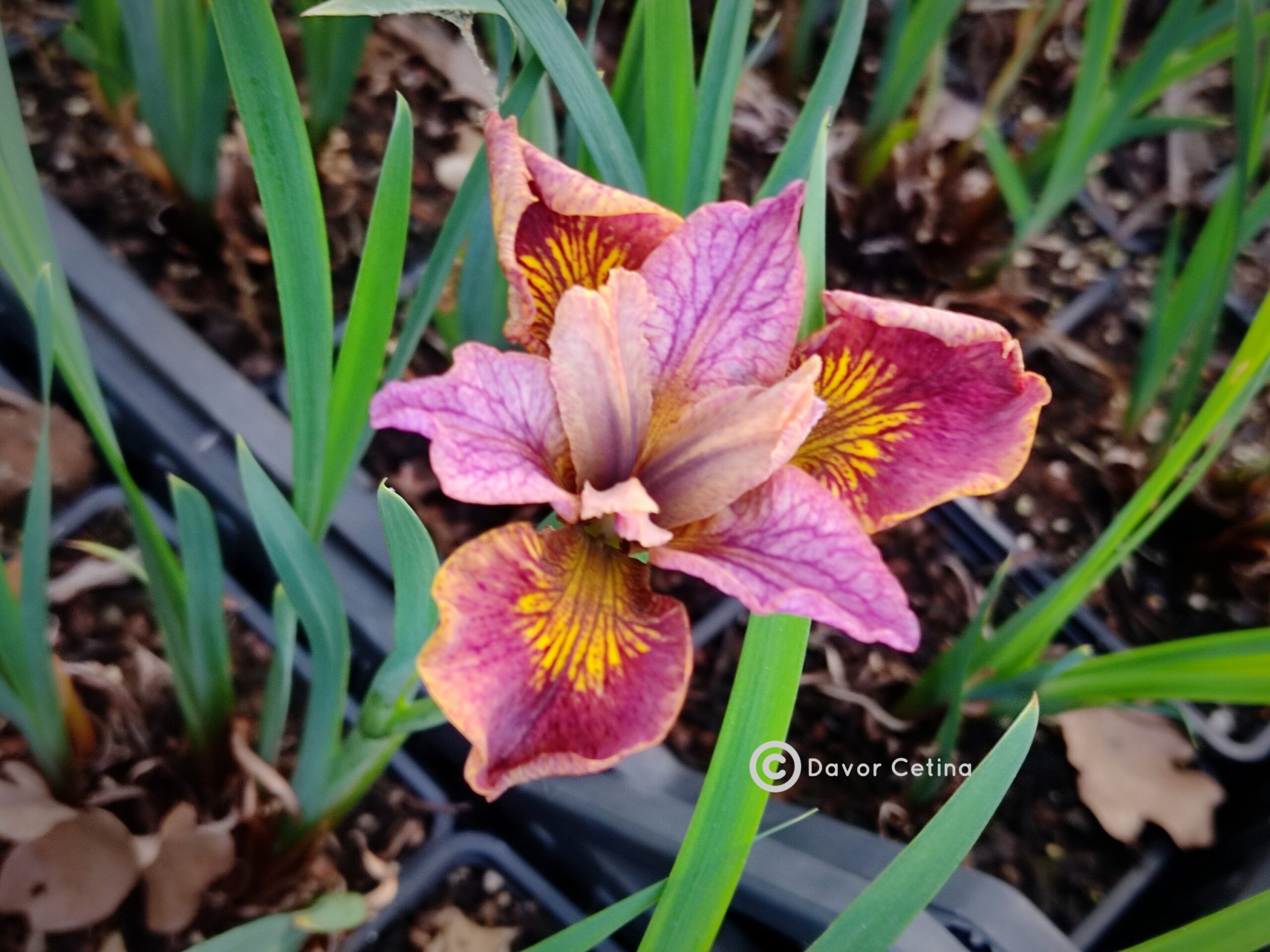Iris sibirica «Paprikash» (Sibirska perunika)