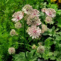 Astrantia major «Primadonna pink» (Lisjak)