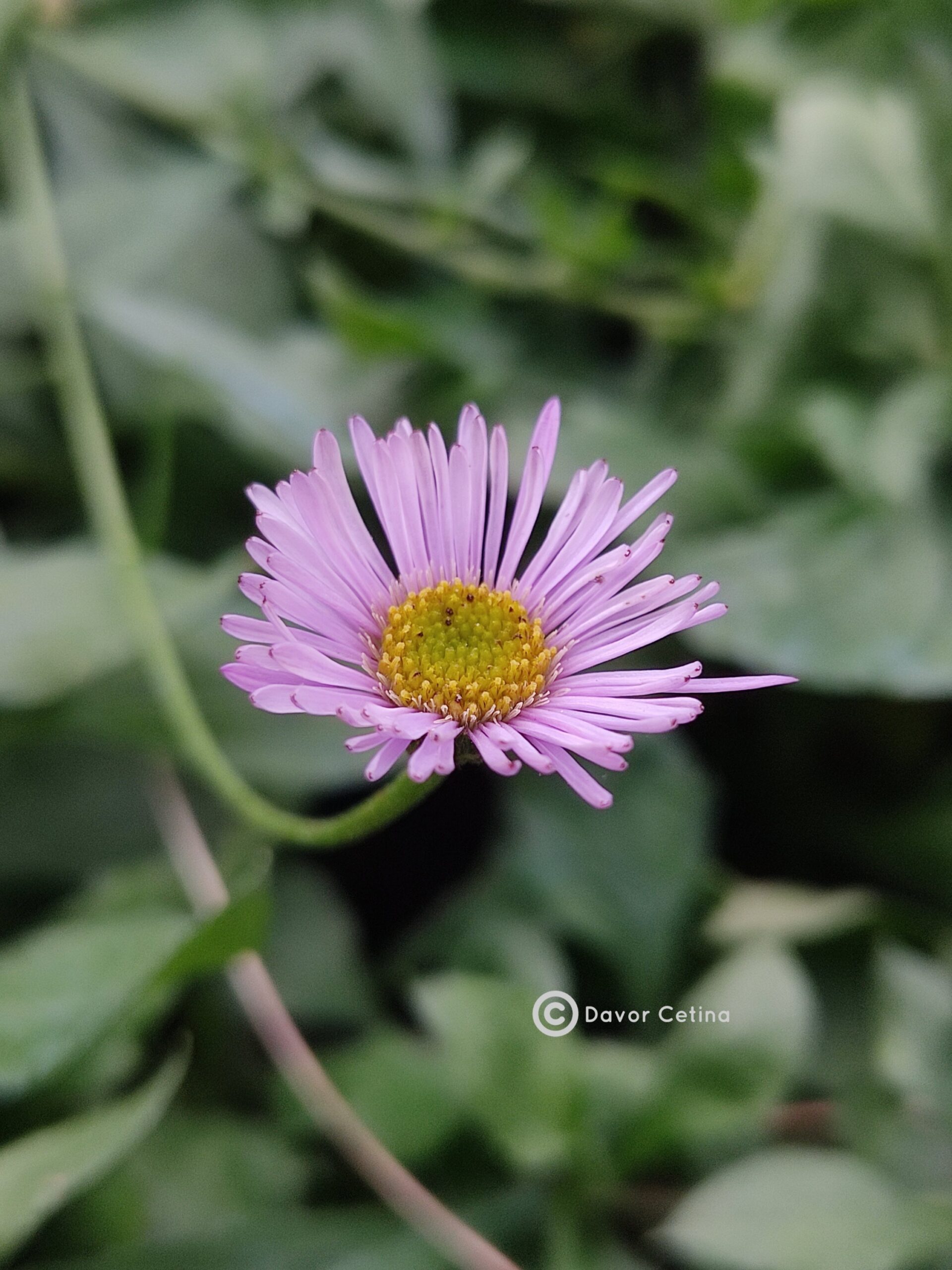 Erigeron karvinskianum «Lavander lady» (Hudoljetnica)