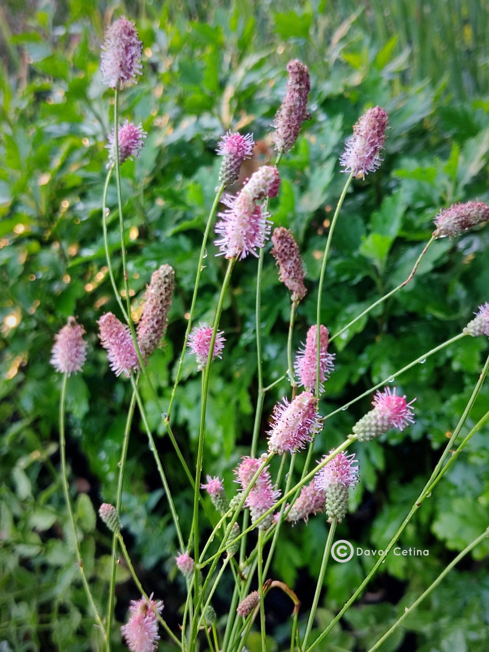 Sanguisorba officinalis «Pink Tanna» (Krvara)