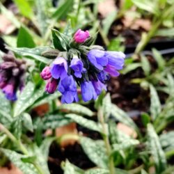 Pulmonaria longifolia subsp. cavenensis (Plučnjak)