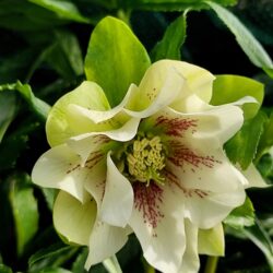 Helleborus x hybridus (orientalis) «Double white» (Kukurijek)