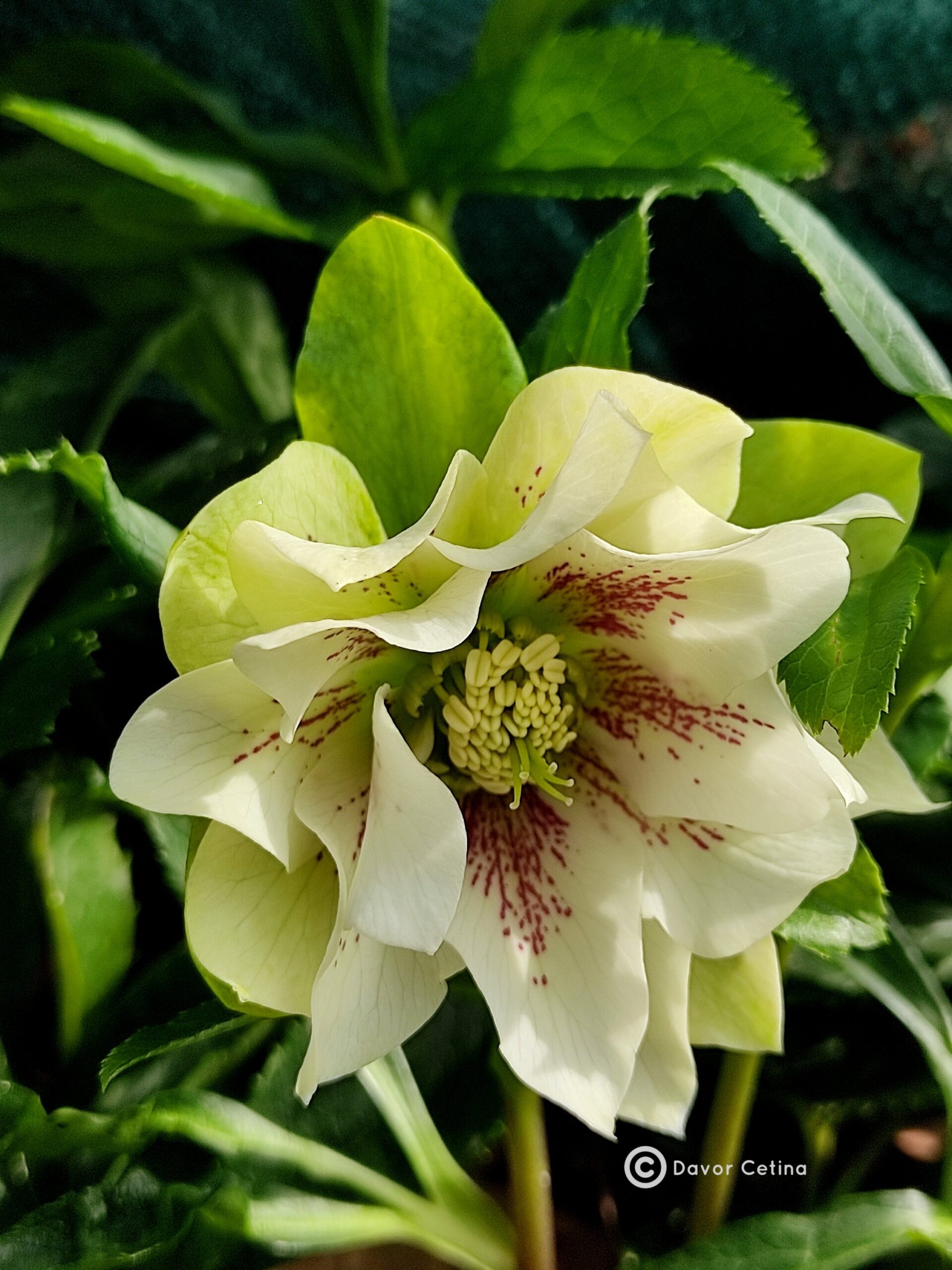 Helleborus x hybridus (orientalis) «Double white» (Kukurijek)
