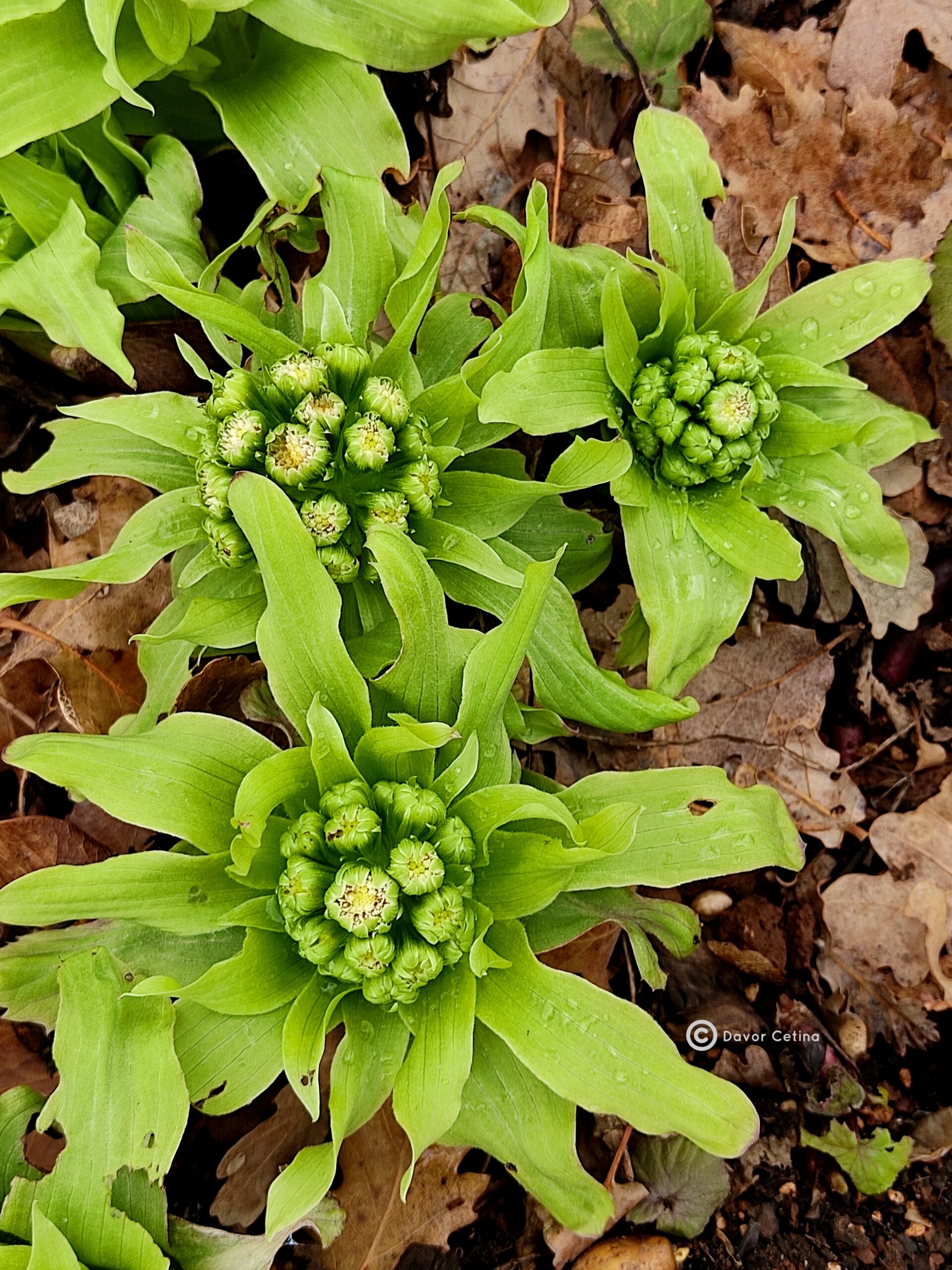 Petasites japonicus – prvi vesnici proljeća s “vanzemaljskim ...