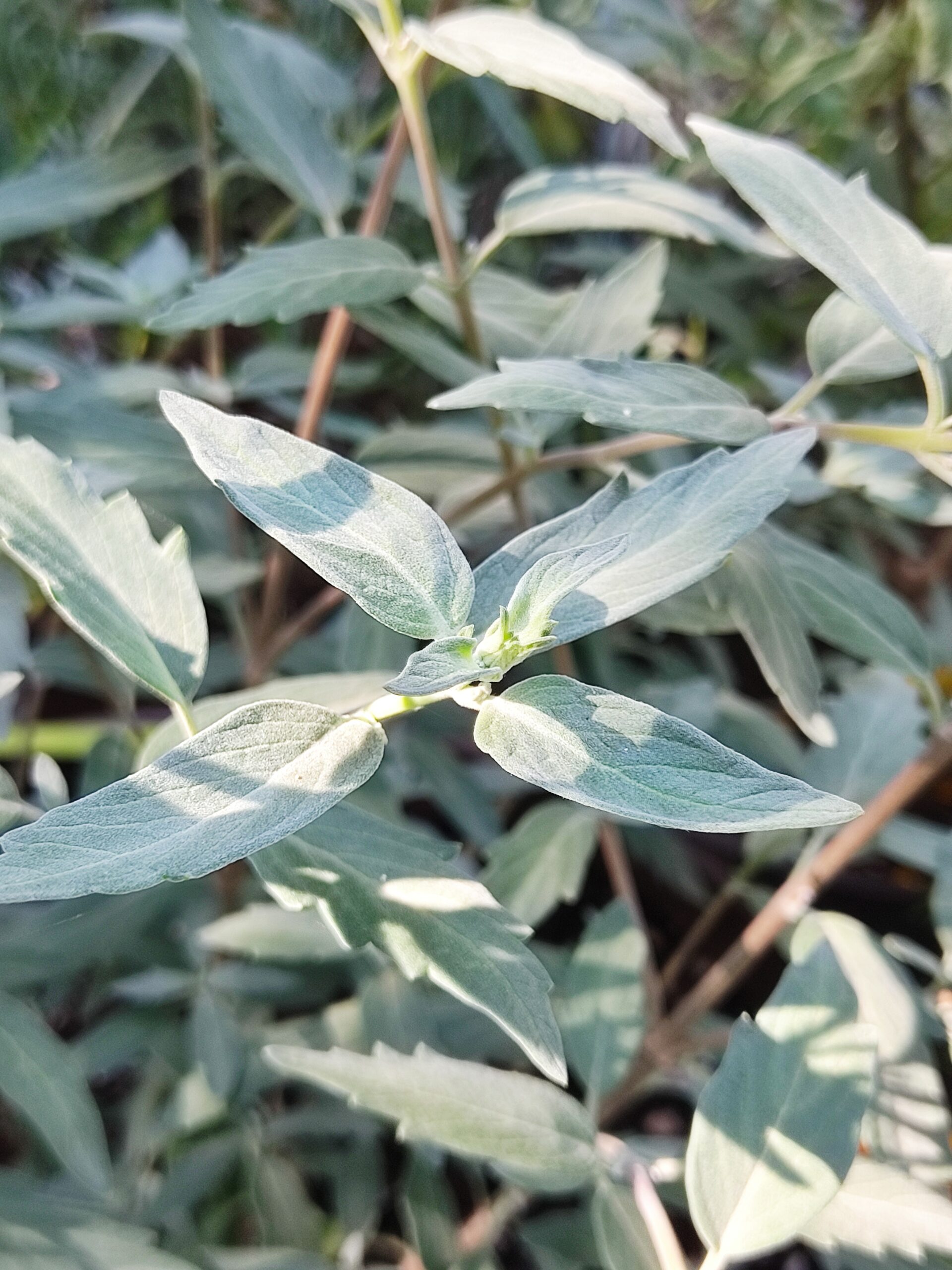 Caryopteris clandonensis «Sterling silver»
