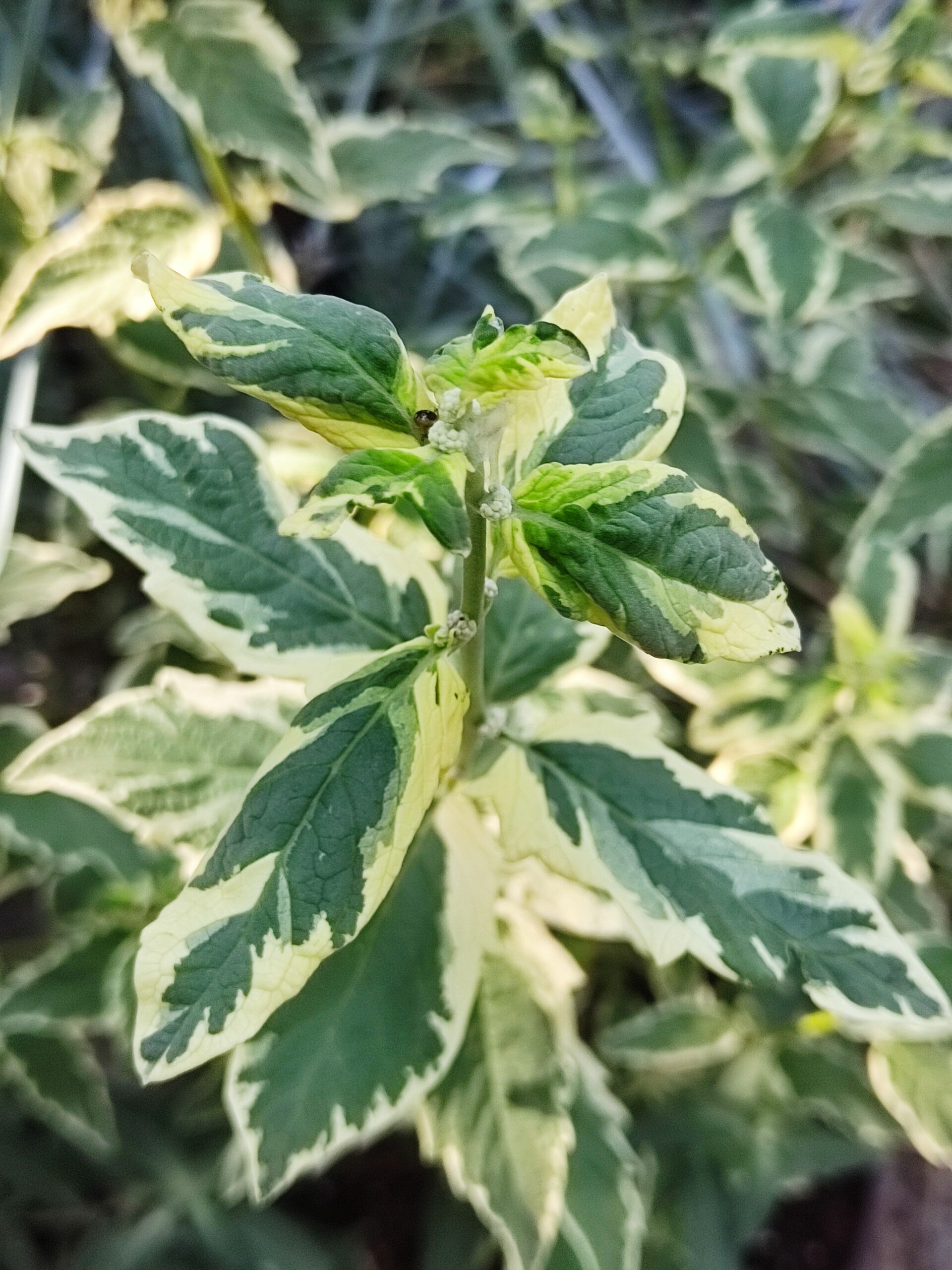 Caryopteris clandonensis «White surprise» - Slika 2