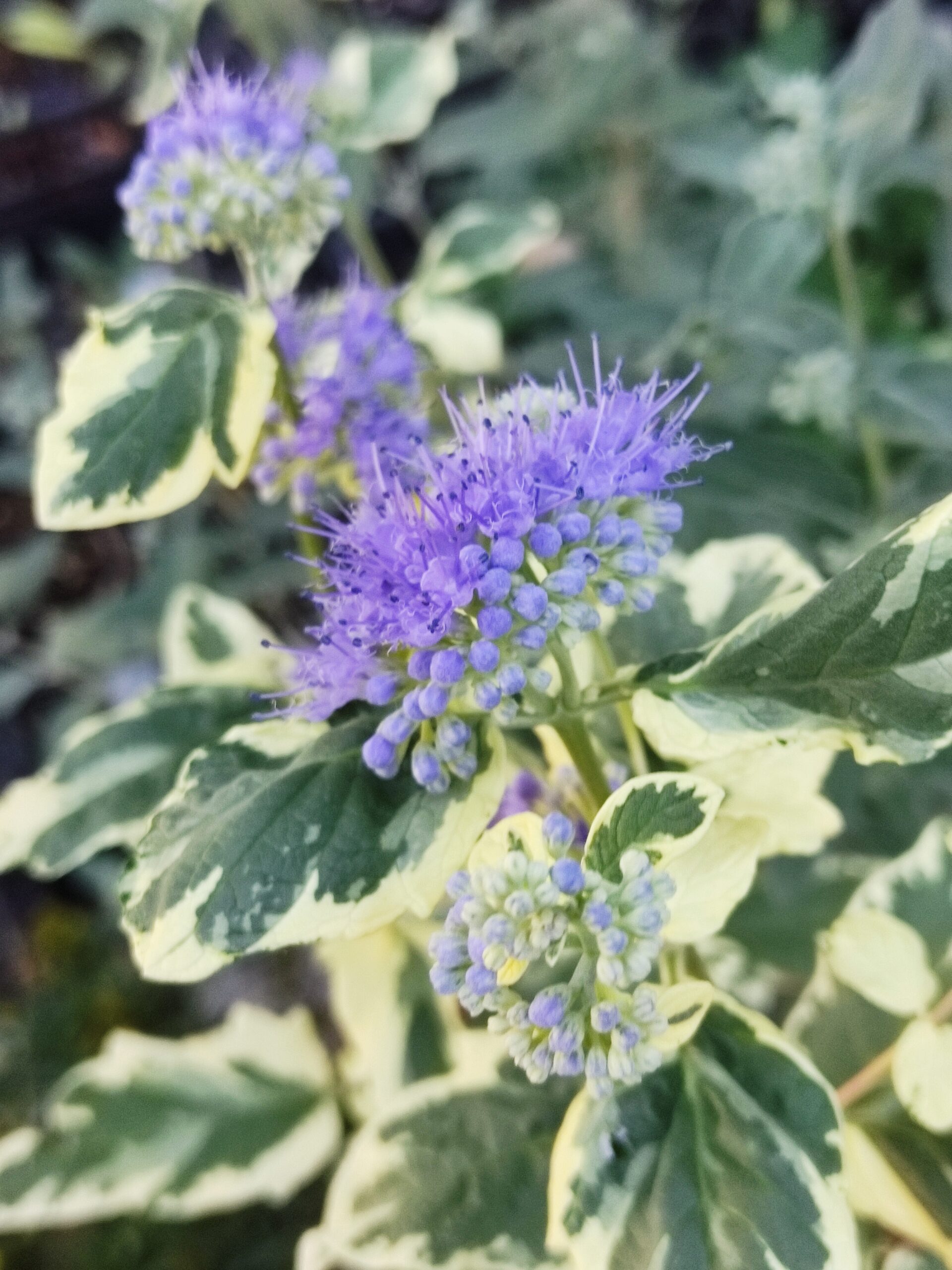Caryopteris clandonensis «White surprise»