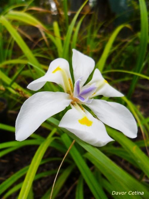Dietes iridioides (Afrička perunika)