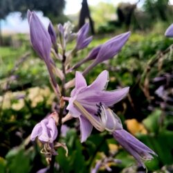 Hosta «Red october» (Funkija) Copy