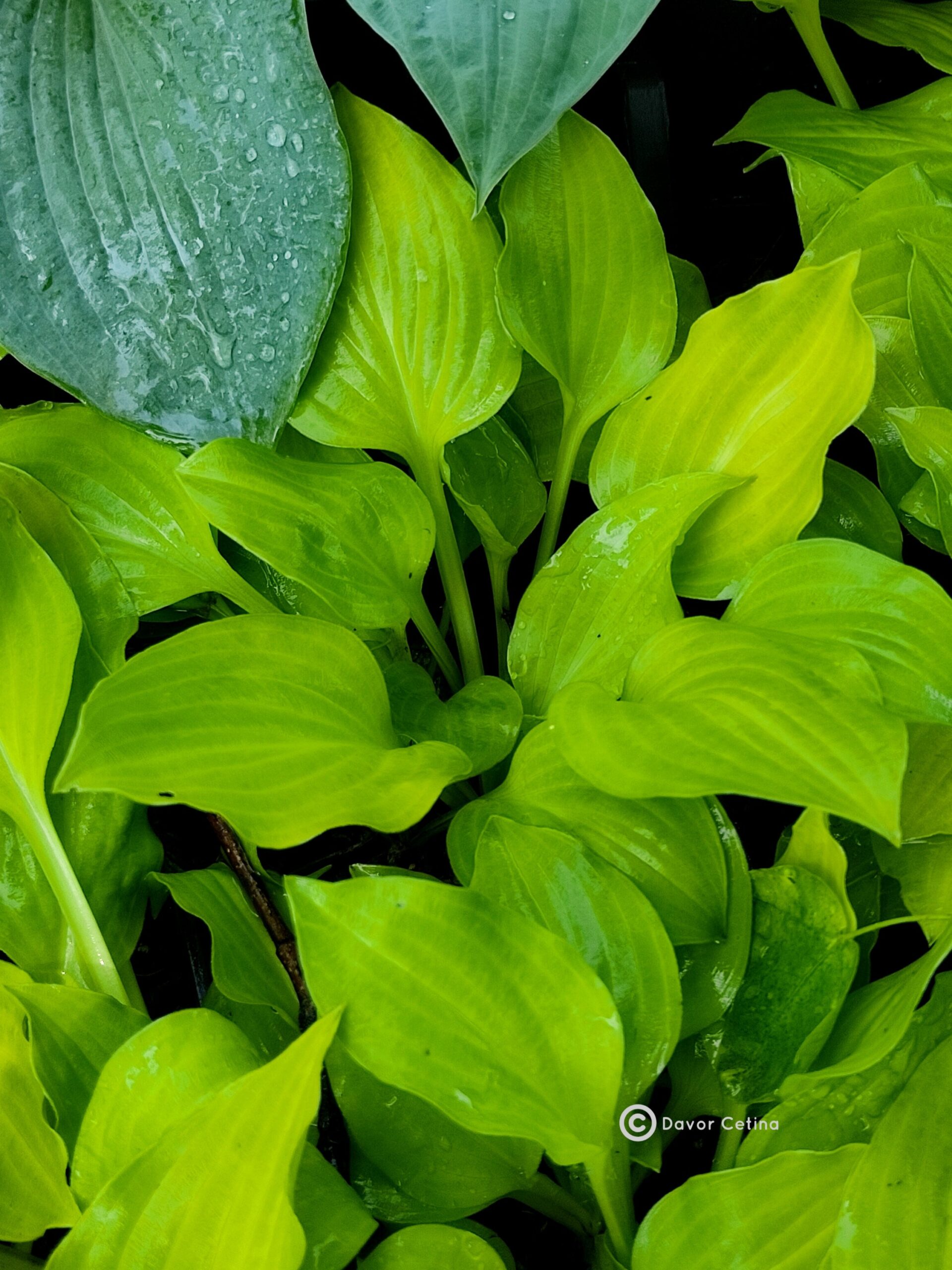 Hosta «Amber tiara» (H.capitata) (Funkija)