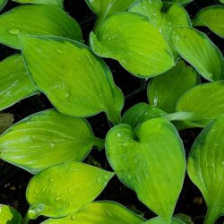 Hosta fortunei «Gold standard» (Funkija)