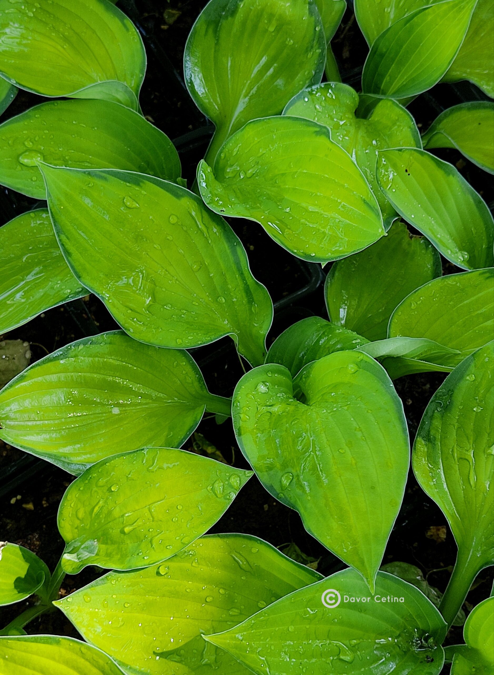 Hosta fortunei «Gold standard» (Funkija)