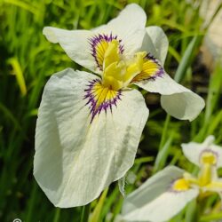 Iris pseudata «Byakuya No Kuni»