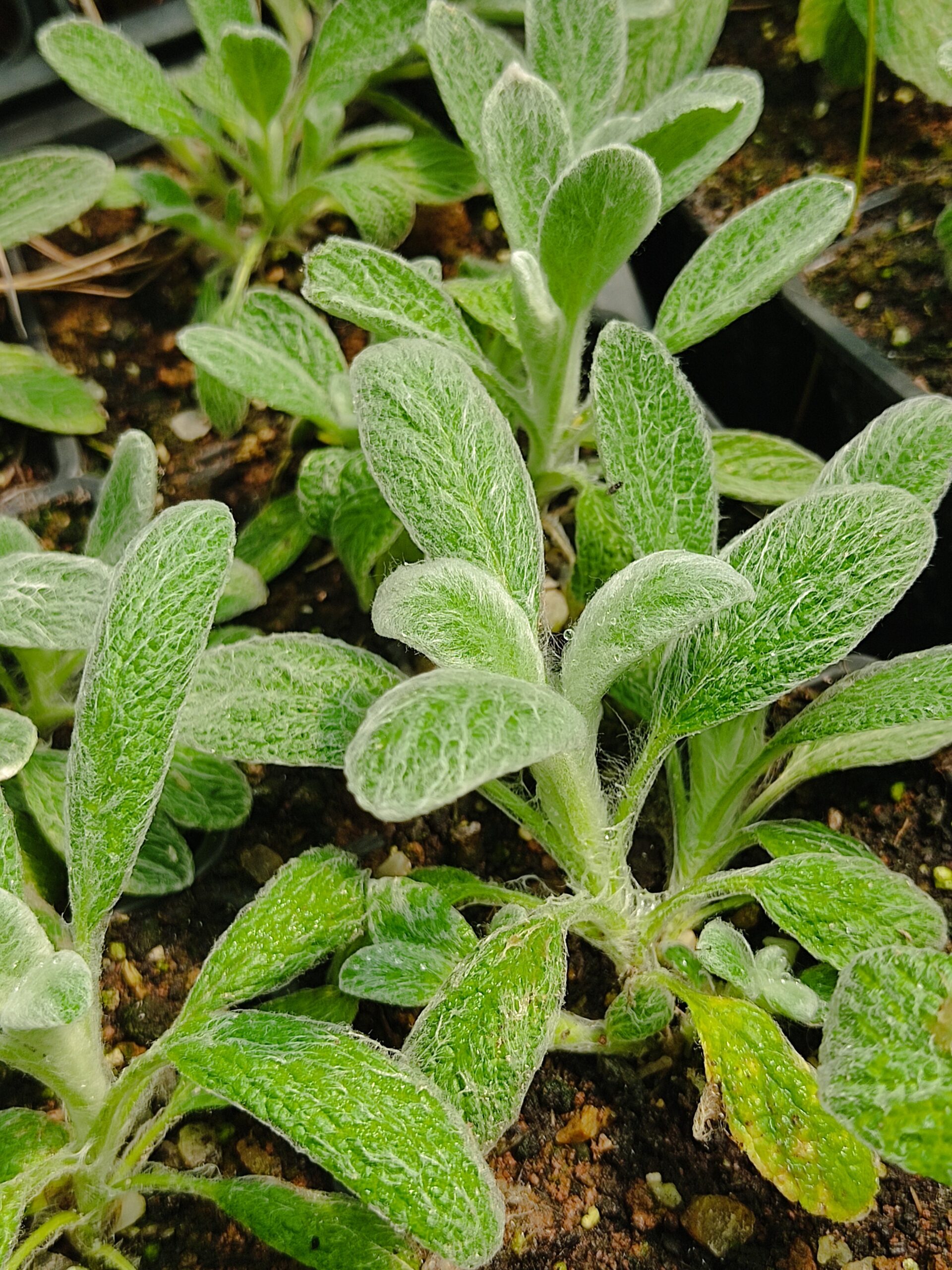 Sideritis scardica (Skadarska očist)