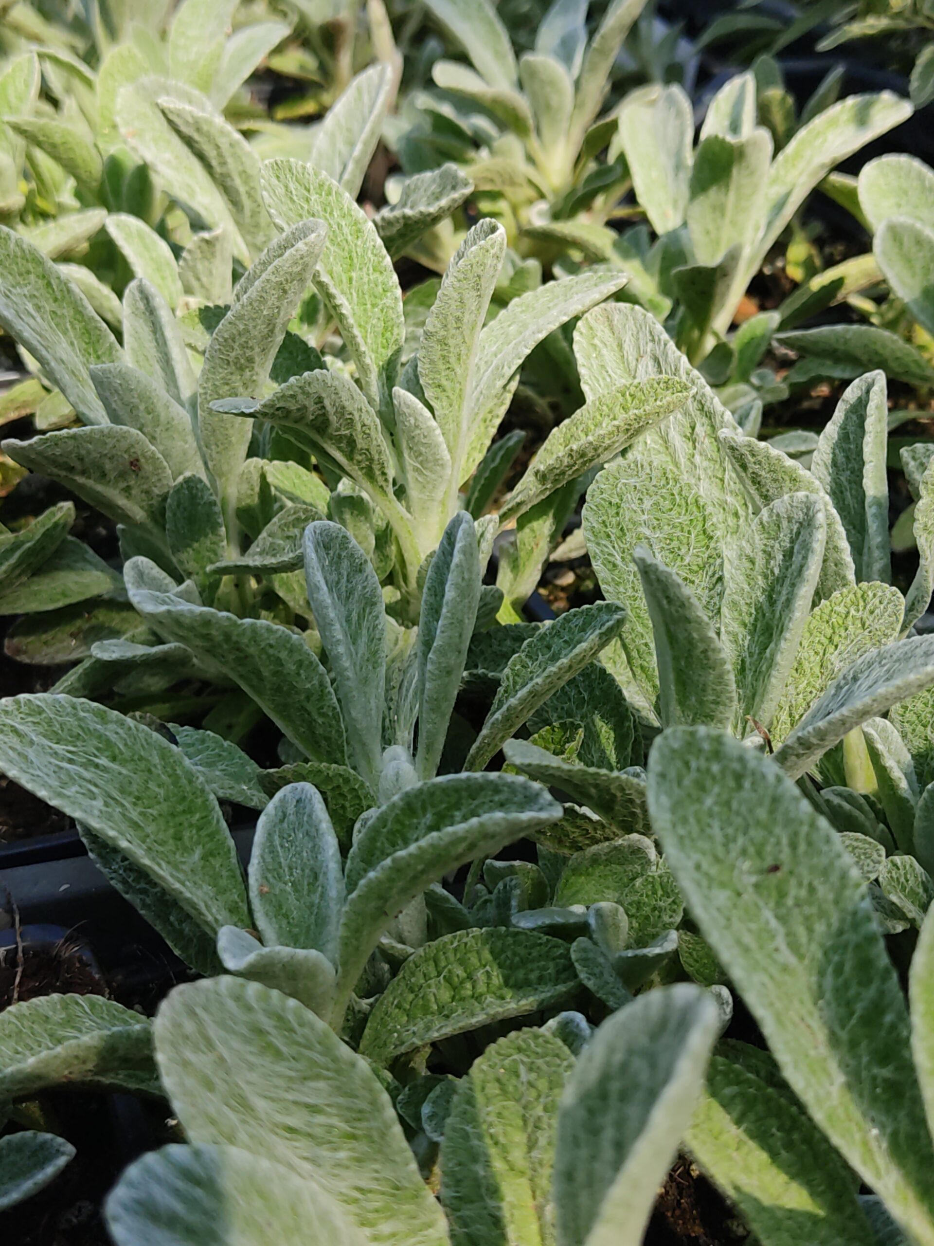 Sideritis syriaca (Očist)