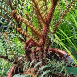 Cyathea tomentosissima (Drvolika paprat)