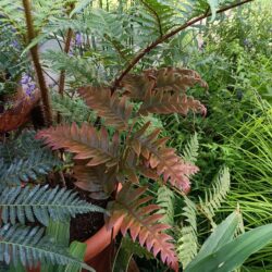 Woodwardia unigemmata