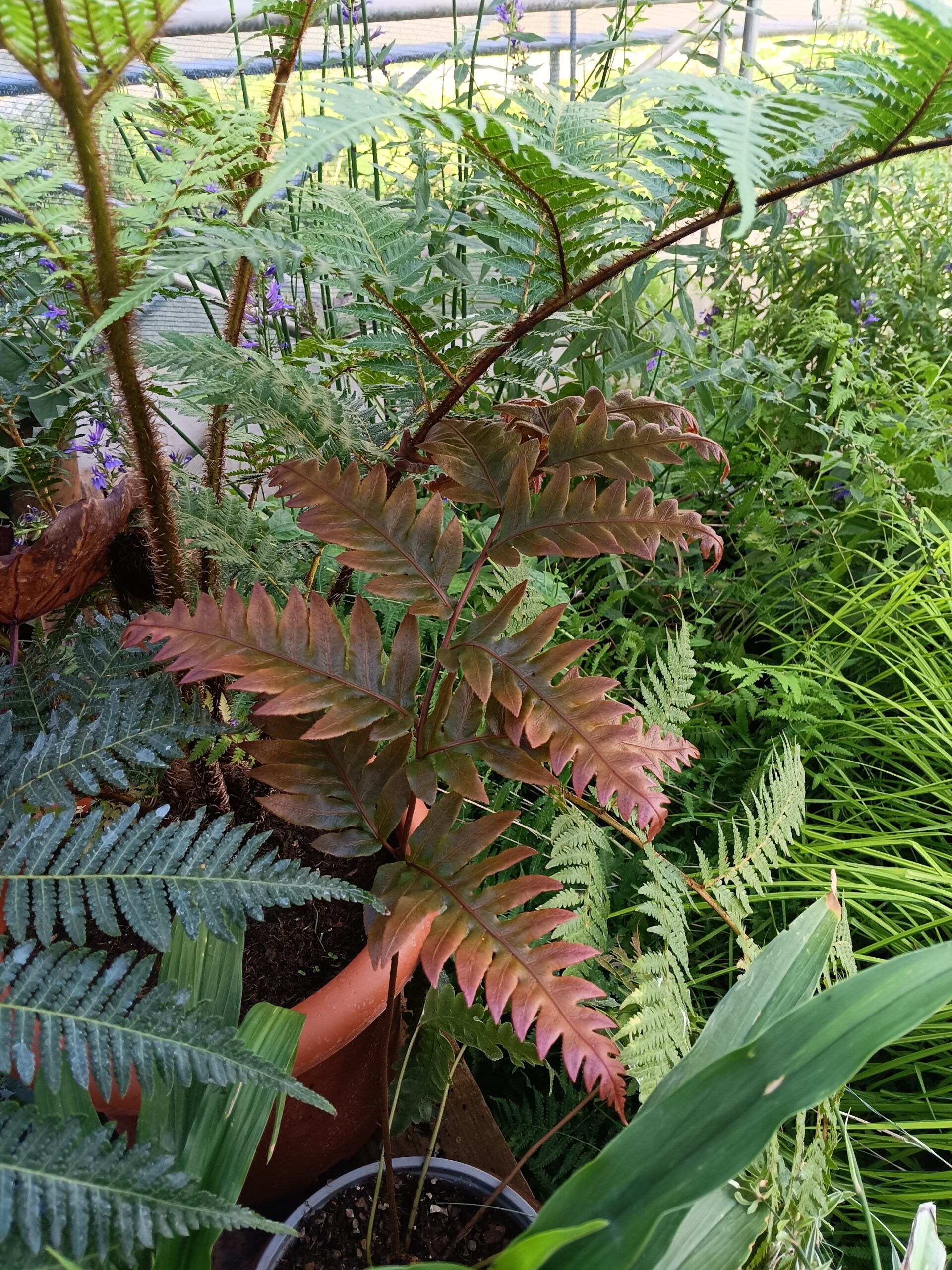 Woodwardia unigemmata