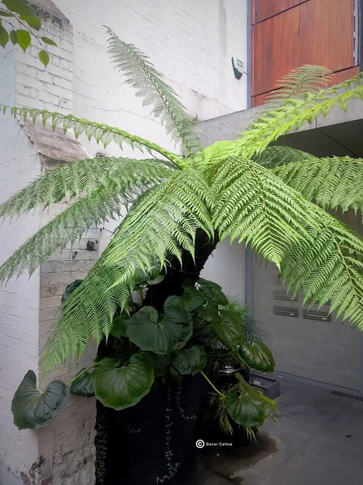 Dicksonia antarctica (Tasmanijska Drvolika paprat)