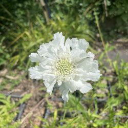 Scabiosa (Lomelosia) caucasica «Perfecta alba» (Udovičica)