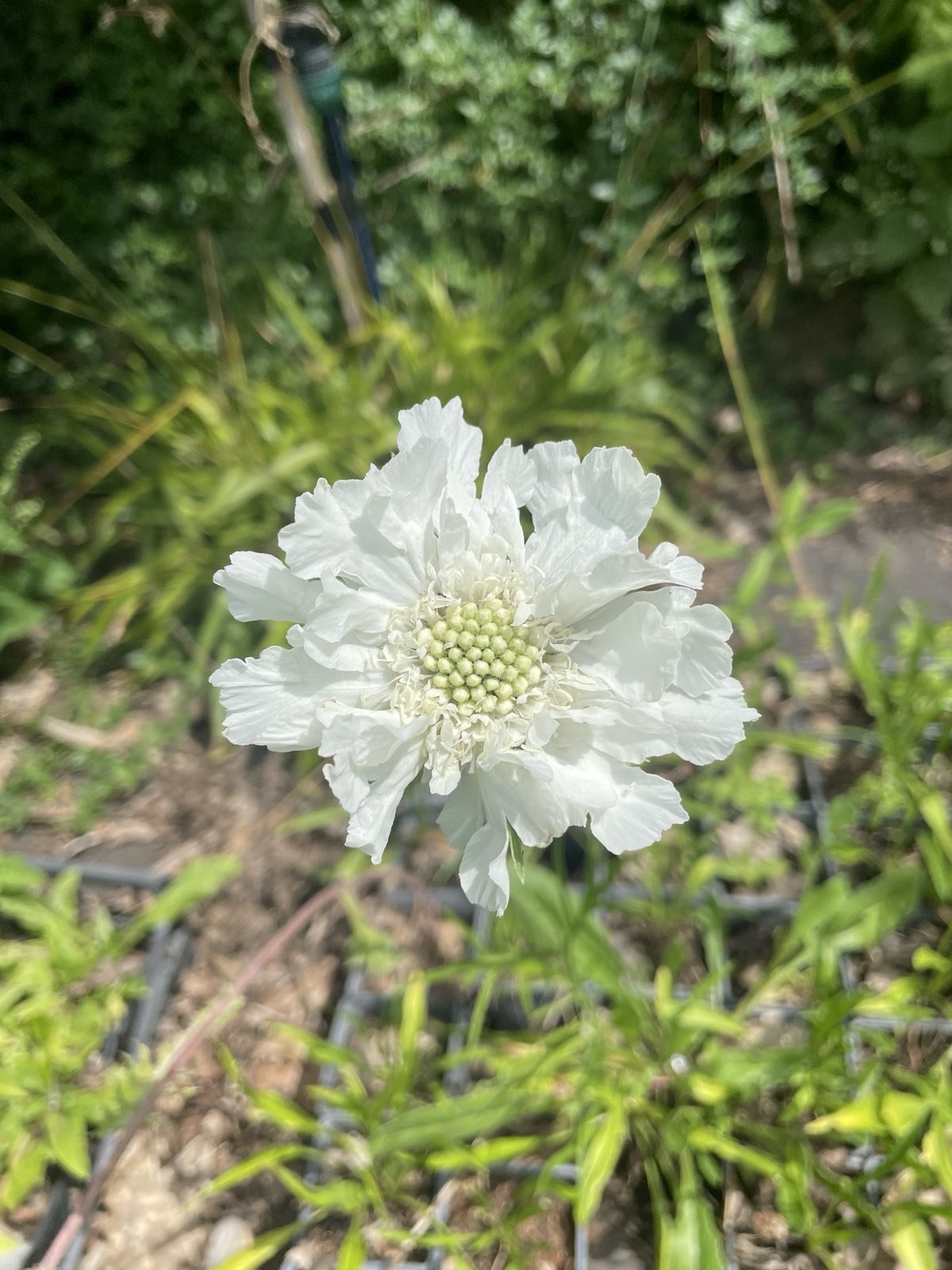 Scabiosa (Lomelosia) caucasica «Perfecta alba» (Udovičica)