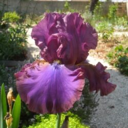 Cantina (Byers, 1989) (Visoka perunika, TB)