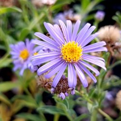 Aster x frikartii «Monch» (Zvjezdan)