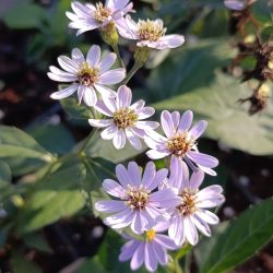 Aster ageratoides «Asm» (Zvjezdan)