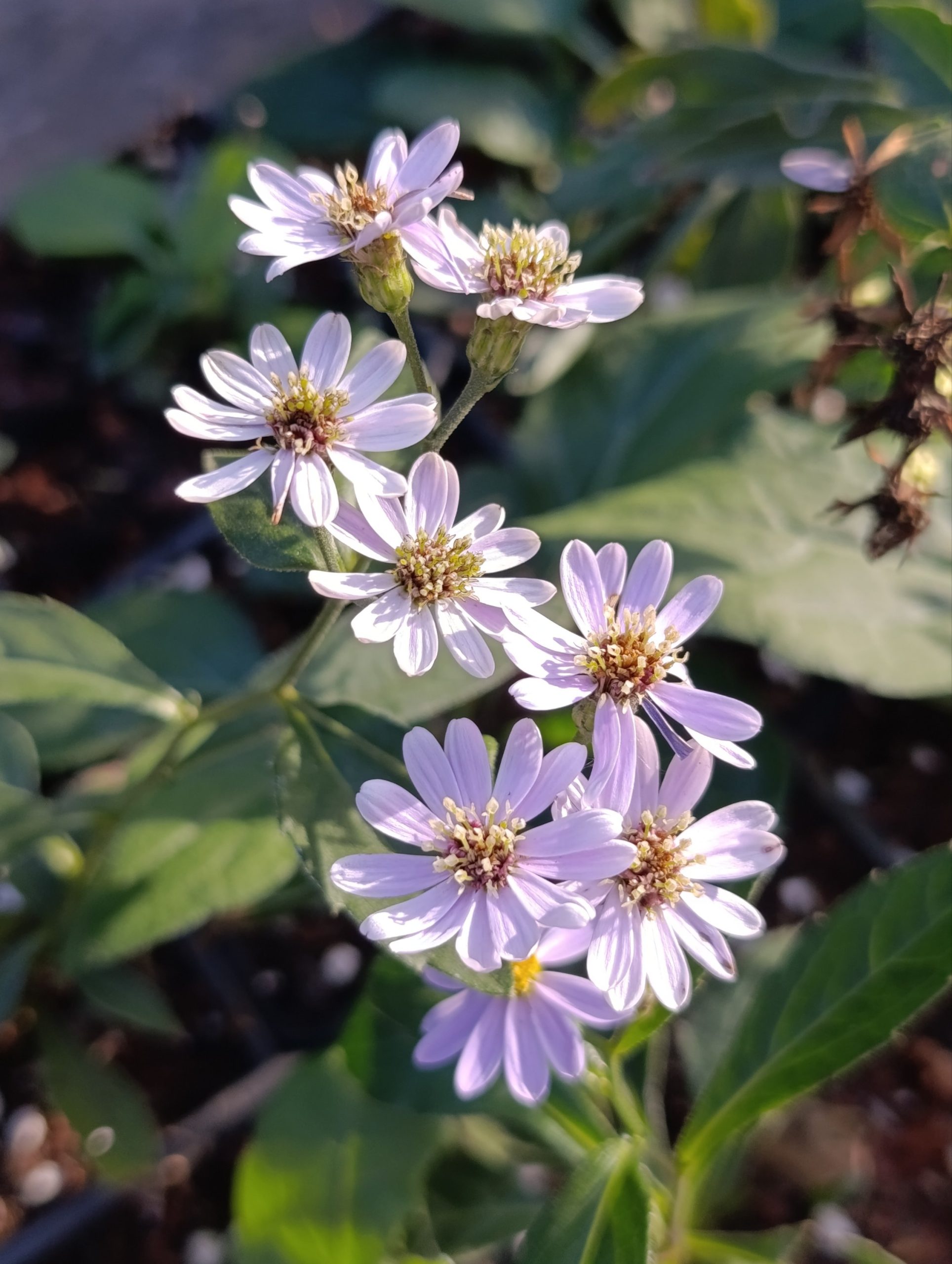 Aster ageratoides «Asm» (Zvjezdan)