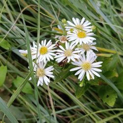 Aster ageratoides «Starshine» (Zvjezdan)