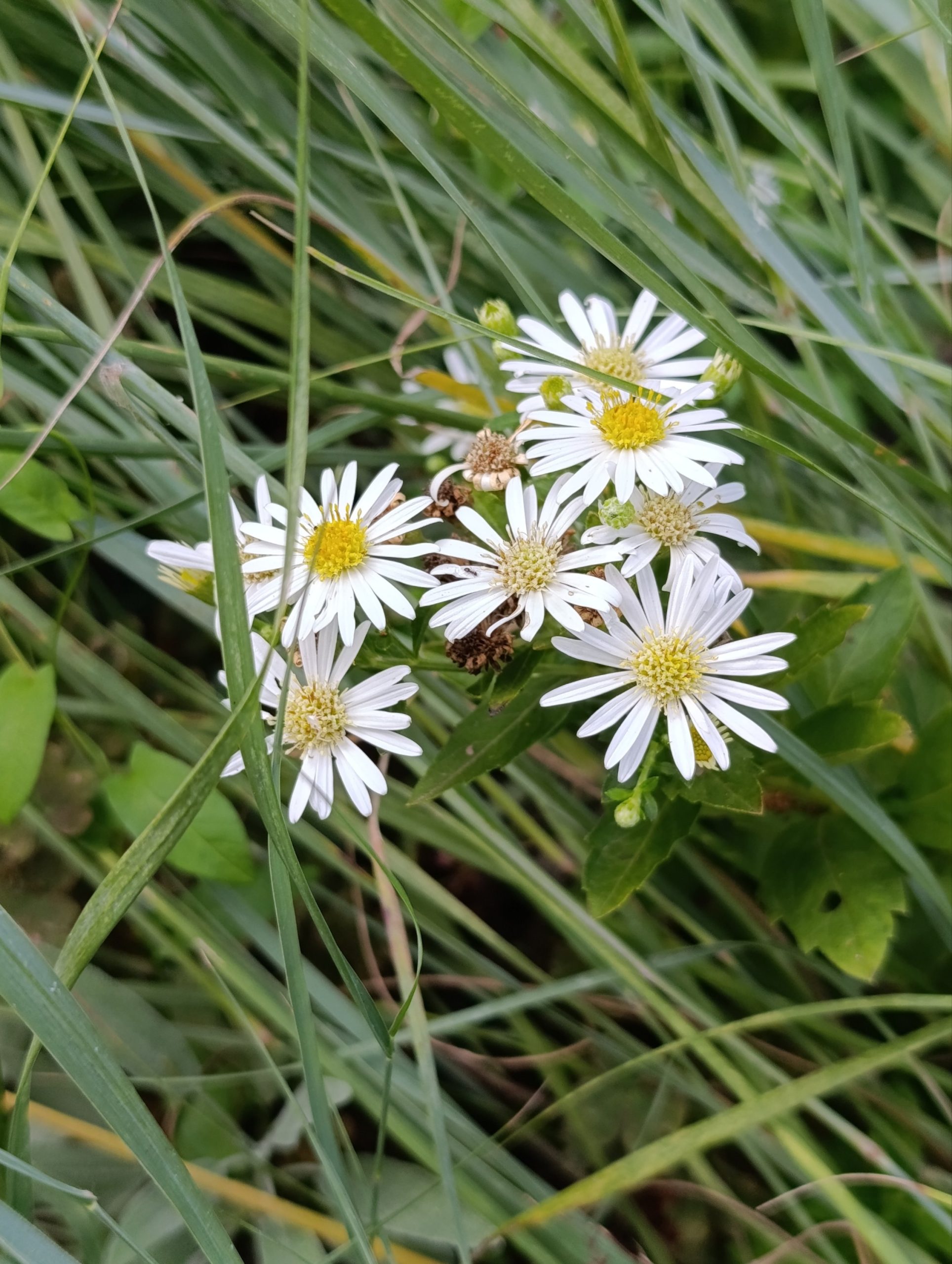 Aster ageratoides «Starshine» (Zvjezdan)