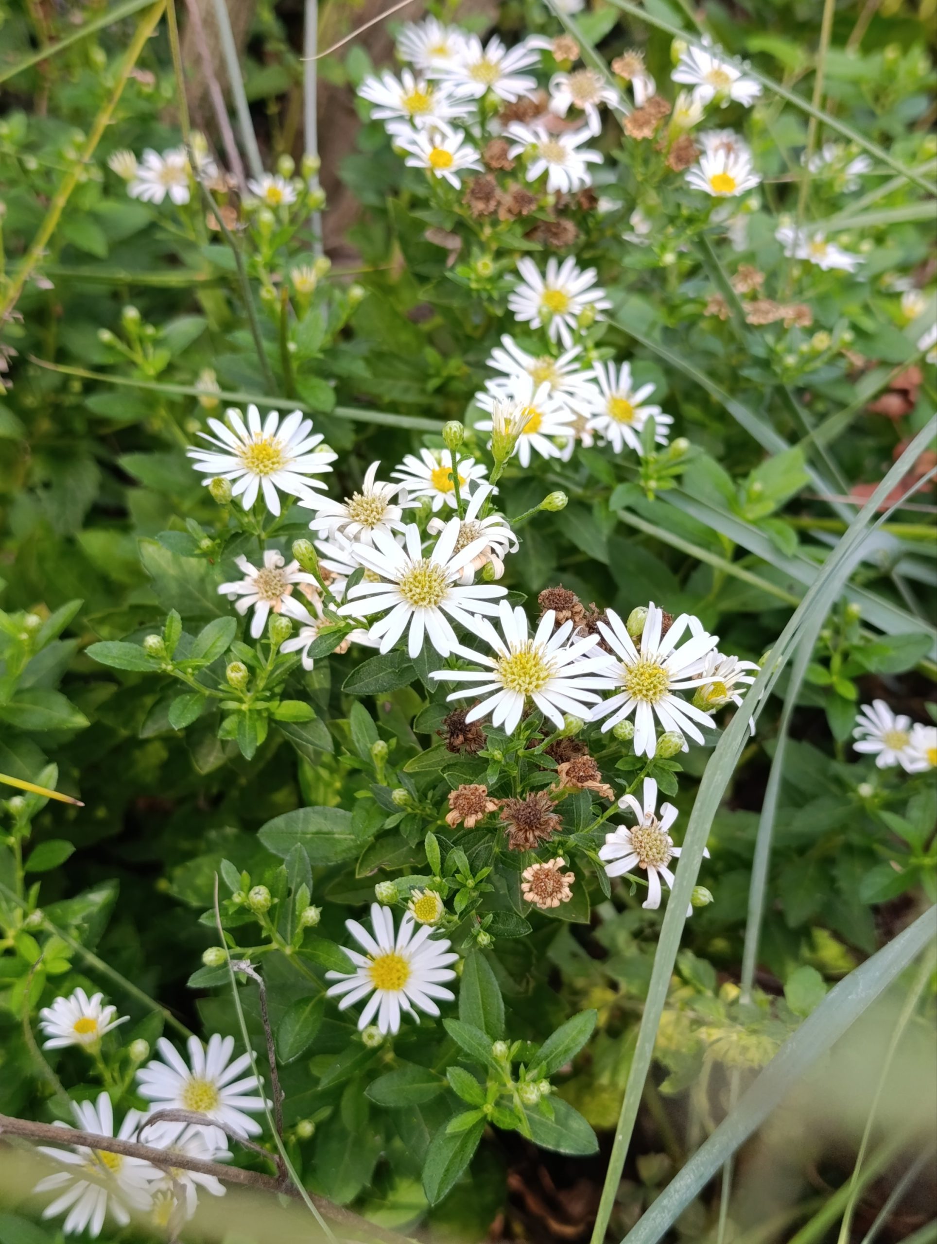 Aster ageratoides «Starshine» (Zvjezdan) - Slika 2