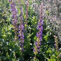 Salvia x sylvestris «Tanzerin» (Kadulja)