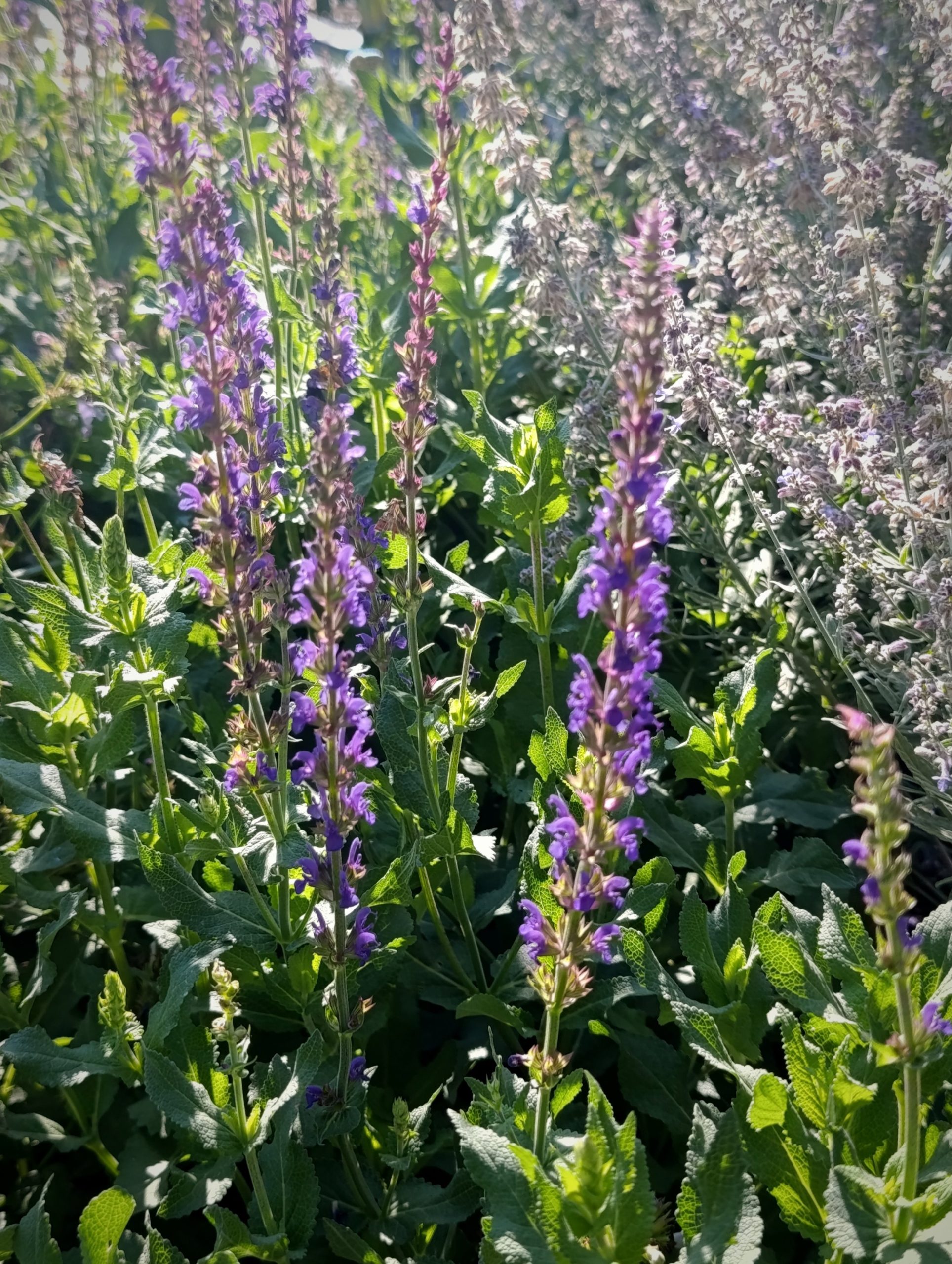 Salvia x sylvestris «Tanzerin» (Kadulja)