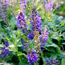 Salvia nemorosa «Viola klose»